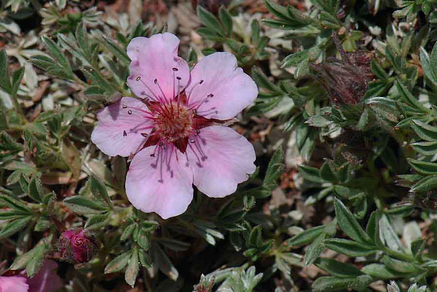 Potentilla nitida / Cinquefoglia delle Dolomiti